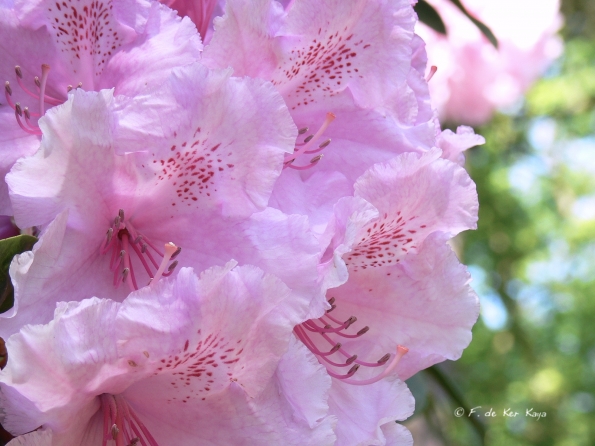 Bois des Moutiers (282) Mai 2012